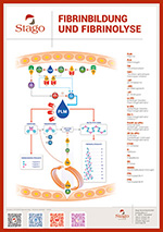 Poster Fibrinbildung und Fibrinolyse