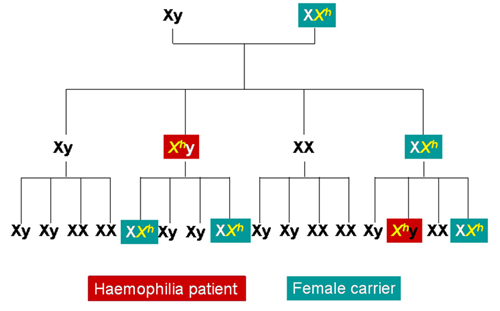 haemophilie A