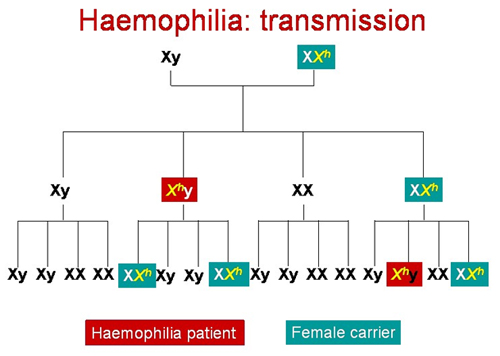 haemophiliaB transmission
